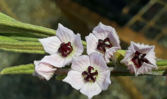 Guichenotia ledifolia Guichenotia ledifolia