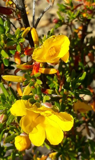 Hibbertia hypericoides Hibbertia hypericoides