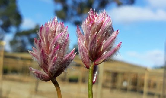 Ptilotus drummondii 2 Ptilotus drummondii 2