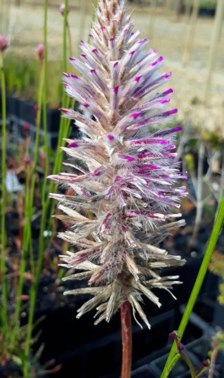 Ptilotus exaltatus Ptilotus exaltatus