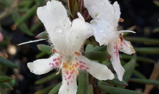 Westringia dampieri Westringia dampieri