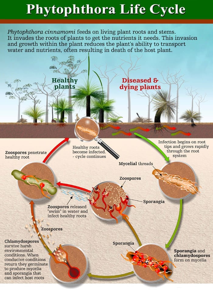 phytophthora-dieback-lifecycle