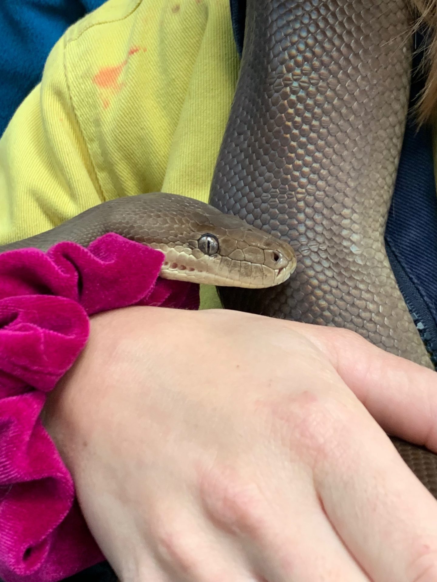 Snake Handling Training - Natural Area